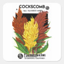 Search for cockscomb Floral