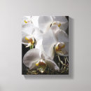 Search for white orchid canvas prints Tropical