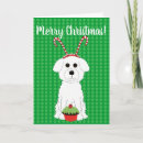 Search for bichon frise cards Bichons