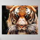 Search for tiger king art Feline