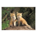 Search for fox pups posters Vulpes vulpes
