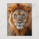 Search for male lions postcards Lion portrait