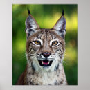 Search for siberian posters Feline