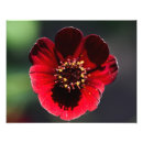 Search for chocolate brown posters Floral
