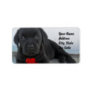 Search for labrador puppy labels dogs