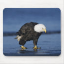 Search for balding mouse mats Male