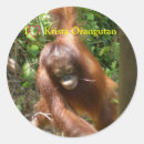 Search for orangutan stickers Wildlife