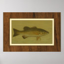 Search for fish backgrounds posters Swimming