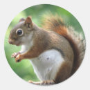 Search for red squirrel stickers Animal