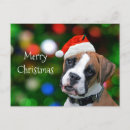 Search for white boxer cards Dog