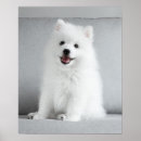 Search for japanese spitz Puppies