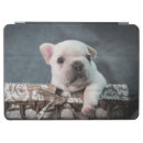 Search for french bulldog puppy ipad cases young animal