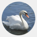Search for mute swan stickers Bird