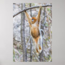 Search for cute monkey posters Primate