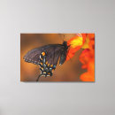 Search for plexippus posters Vein