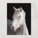 Search for bashkir curly Horse