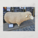 Search for sheeps postcards Funny