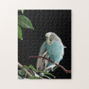 Search for budgie puzzles Blue
