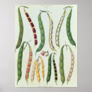 Search for pod posters Vegetable