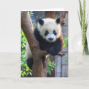 Search for giant cards Sichuan province