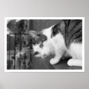 Search for stalking art Cat