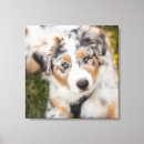 Search for purebred art Canine