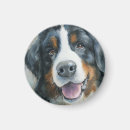 Search for bernese mountain magnets Pet