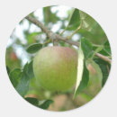 Search for apple tree stickers Red