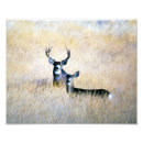 Search for mule art Deer