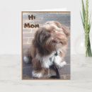 Search for shihtzu cards Cute
