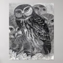 Search for black white owl posters Owls