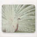 Search for albino mouse mats Animal