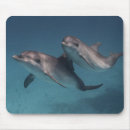 Search for posing standard mouse mats Photography