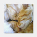 Search for cuddle photography Animal
