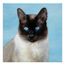 Search for siamese cats posters Cute