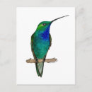 Search for colourful bird art postcards Watercolor