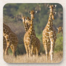 Search for giraffe coasters Habitat