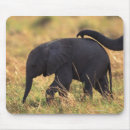 Search for touching mouse mats Wildlife
