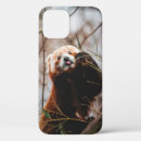 Search for koala bear iphone cases Wildlife