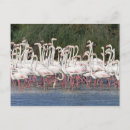Search for wading postcards Bird
