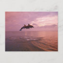 Search for dolphin postcards Landscape