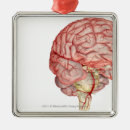 Search for human brain christmas tree decorations People