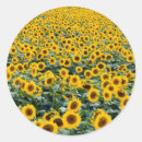 Search for sunflower fields stickers Sunflowers