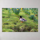 Search for banks posters Bird