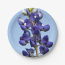 Search for bluebonnet paper plates Texas state flower