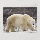 Search for ursus postcards Wildlife
