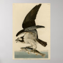 Search for osprey bird posters Fish hawk