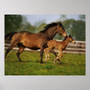 Search for chestnut posters Ranch