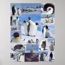 Search for emperor penguin posters Antarctica