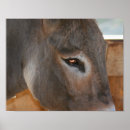 Search for expressions photography Eye